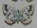 Polyommatus coridon (chalkhill blue [lysandra] radiata aberration) Internet Image property of respective owner, non-commercial use only